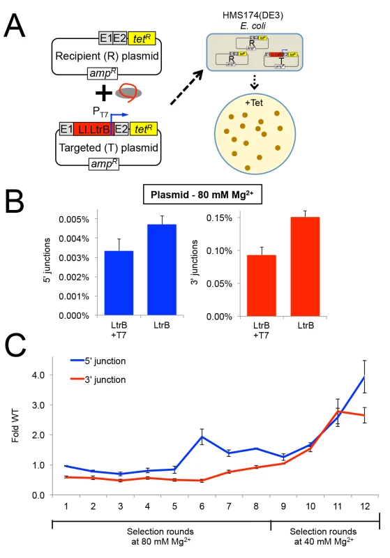 Selection of Ll.LtrB group II intron for retrohoming within HEK-293 cells at different MgCl<sub>2</sub> concentrations.