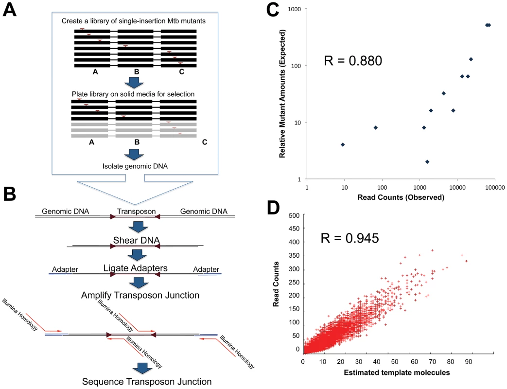 Transposon junction sequencing accurately reflects true library content.