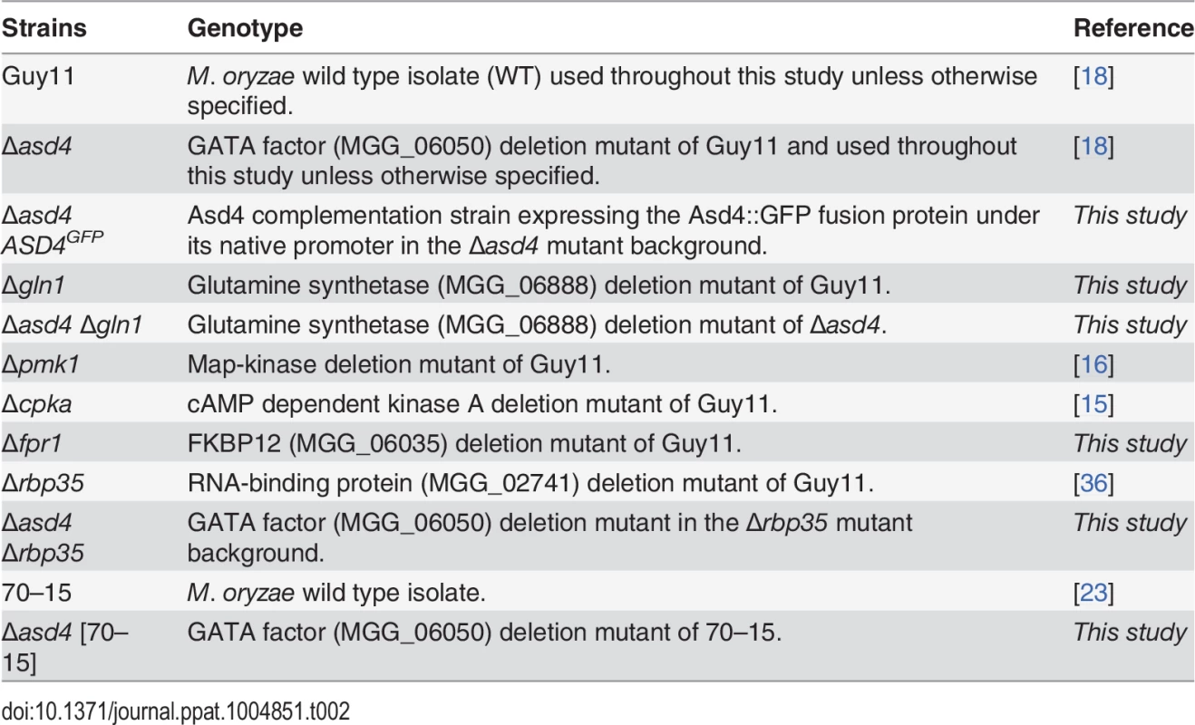 <i>Magnaporthe oryzae</i> strains used in this study.