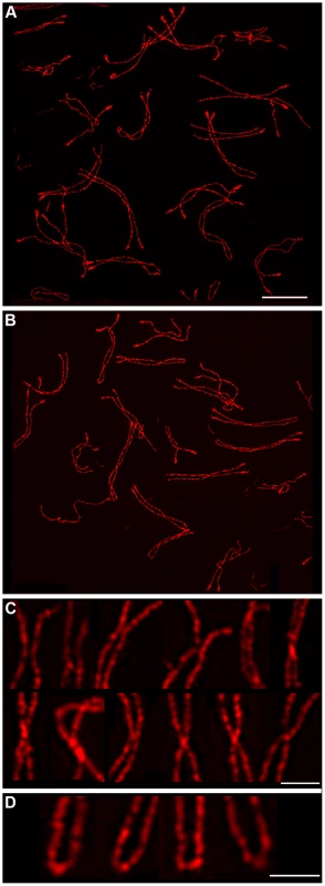 Chiasma-like structures and terminal fusions in the absence of synapsis and crossing-over.