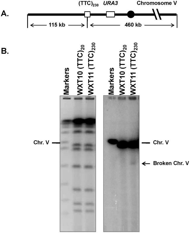 Physical detection of tract-associated DSBs in stationary-phase (G1/G0) haploid cells.