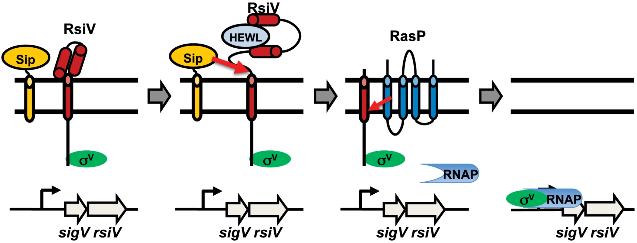 Model of σ<sup>V</sup> activation.