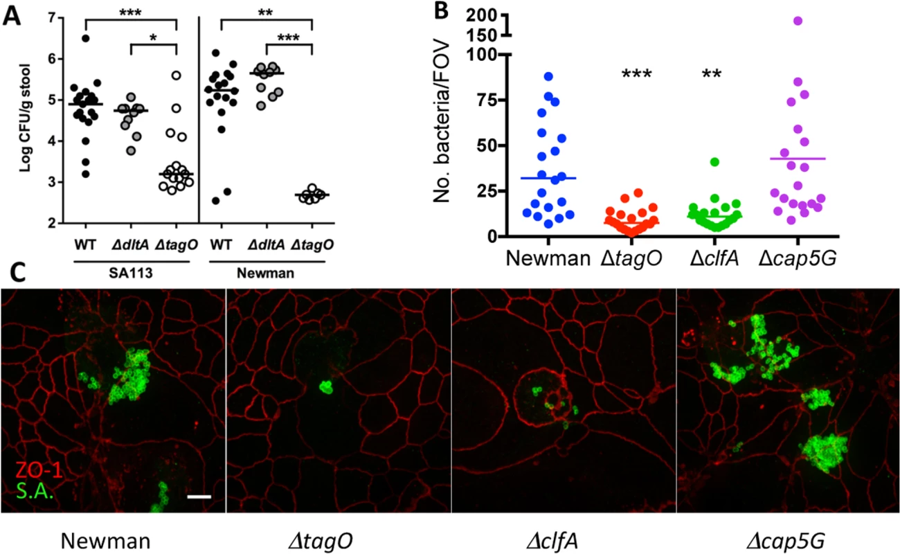 Effects of WTA on <i>S. aureus</i> GI colonization and the influence of surface antigens on in vitro adherence of <i>S. aureus</i> to T84 cells.
