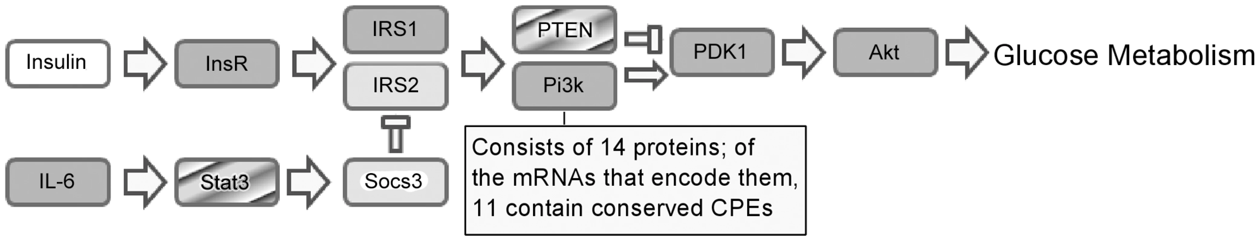 Proposed model for CPEB-dependent regulation of the insulin-signaling ribonome regulation.