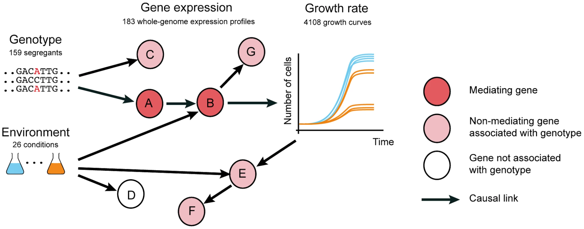 Distinguishing causal intermediate genes between genetic variation and phenotype.