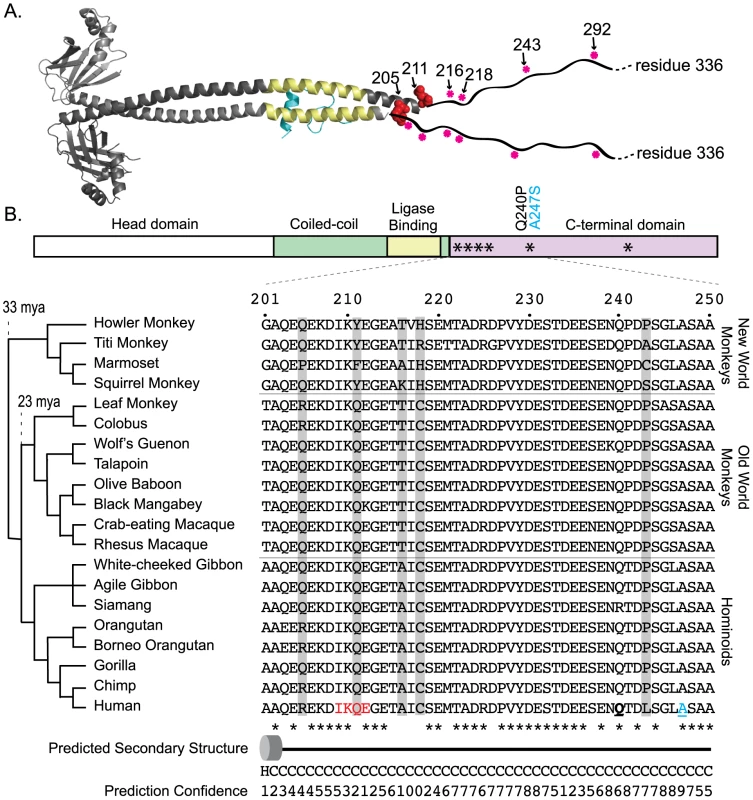 XRCC4, a component of the NHEJ ligase complex, shows a clustered signature of positive selection.