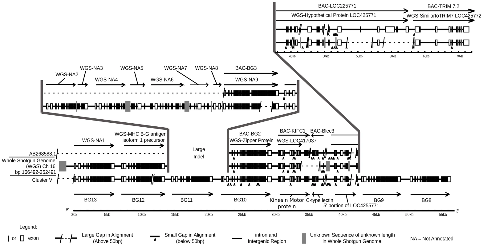 Comparison of cosmid cluster VI from the B12 haplotype with the BQ haplotype from a red junglefowl, showing regions of virtual identity separated by two large indels, one in the middle of the sequences and the other where the red junglefowl haplotype (but not the B12 haplotype) continues into the TRIM region.