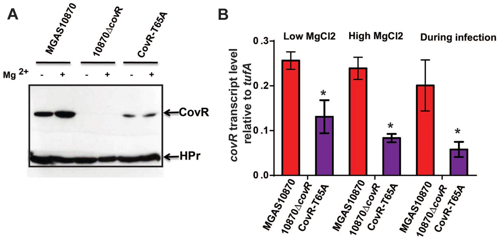 CovR levels are decreased in the CovR-T65A strain.