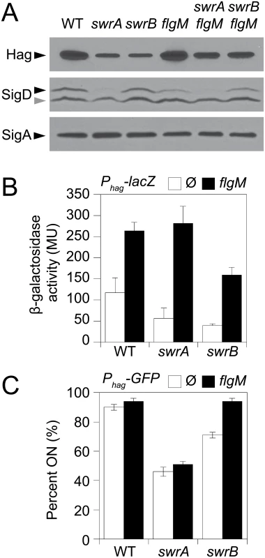 SwrB increases σ<sup>D</sup> activity but not σ<sup>D</sup> protein levels.