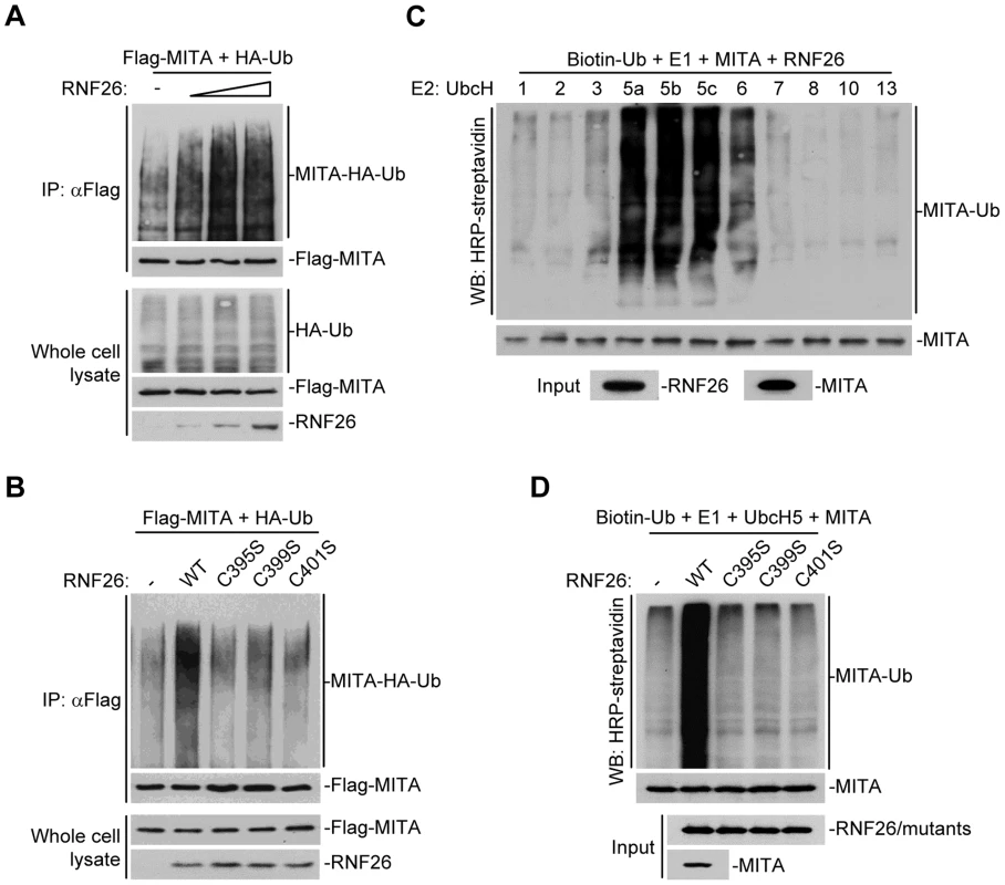 RNF26 is an E3 ubiquitin ligase for MITA.