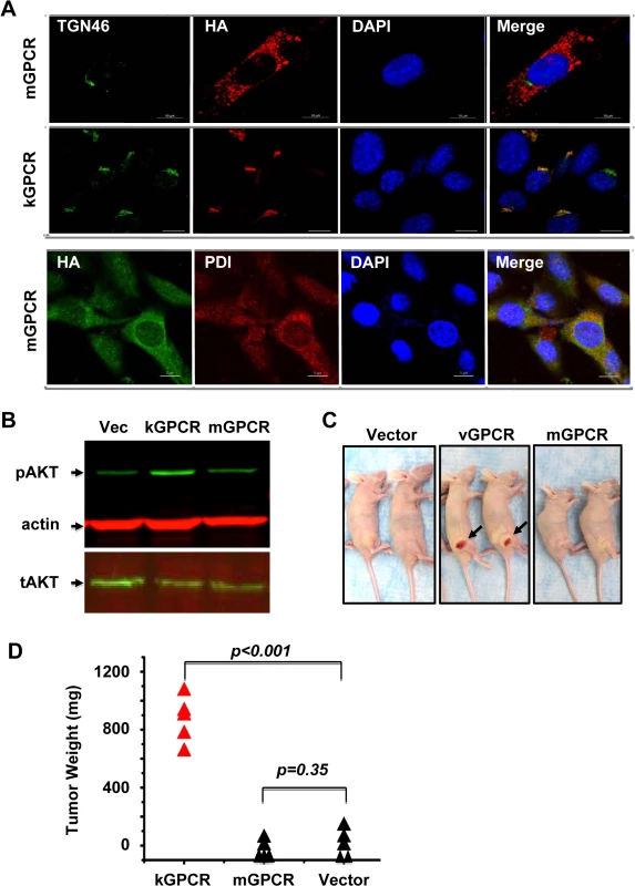 Differential signaling and tumorigenic capacity of kGPCR and mGPCR.