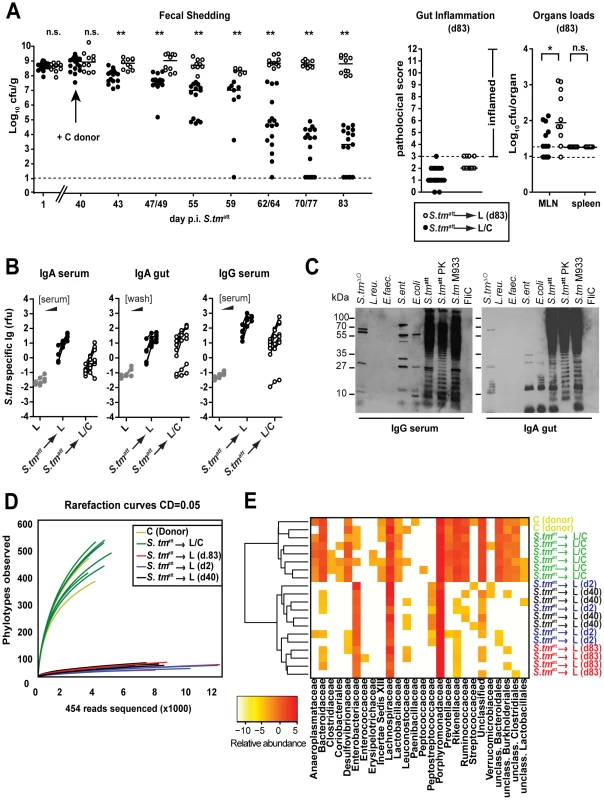 Transfer of a complex microbiota curbs <i>S. tm</i><sup>att</sup> shedding by L-mice.