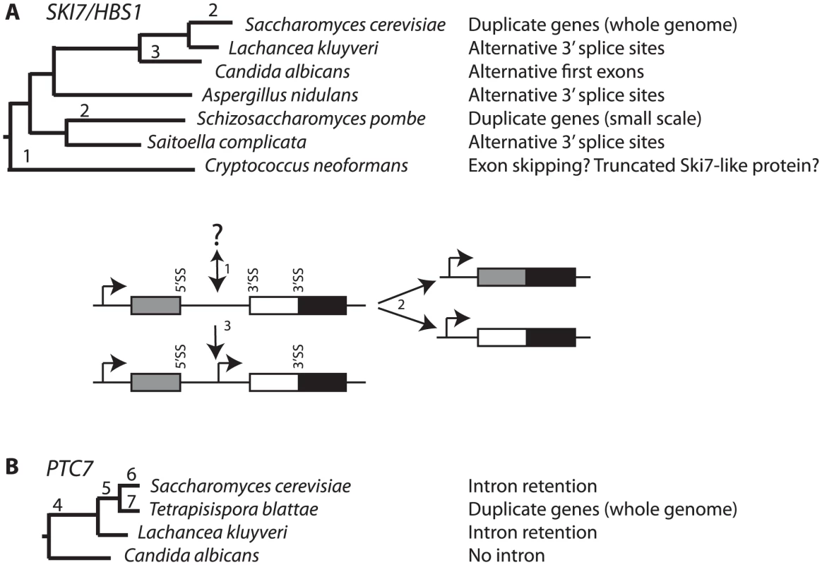 Changes in <i>SKI7</i>, <i>HBS1</i>, and <i>PTC7</i> gene structure during fungal diversification.