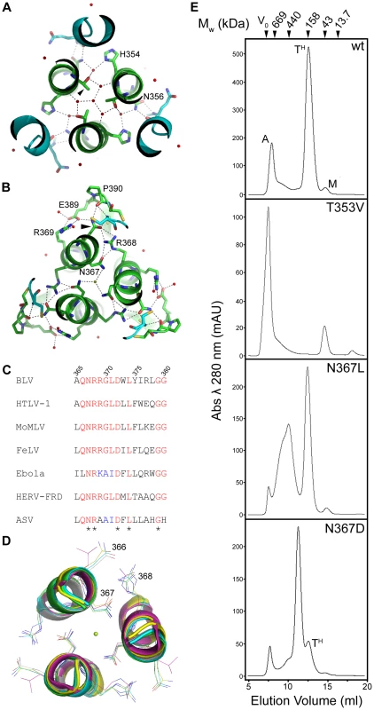 Role of solvent molecules in the trimerisation of the coiled coil.