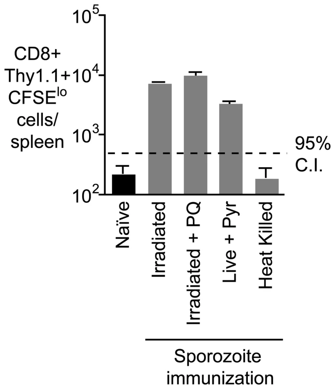 Prolonged antigen presentation does not depend on the presence of parasite.