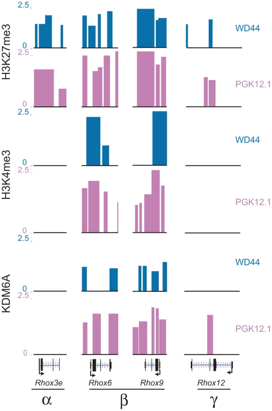 <i>Rhox6</i> and <i>9</i> are bivalent and preferentially occupied by KDM6A in female ES cells.