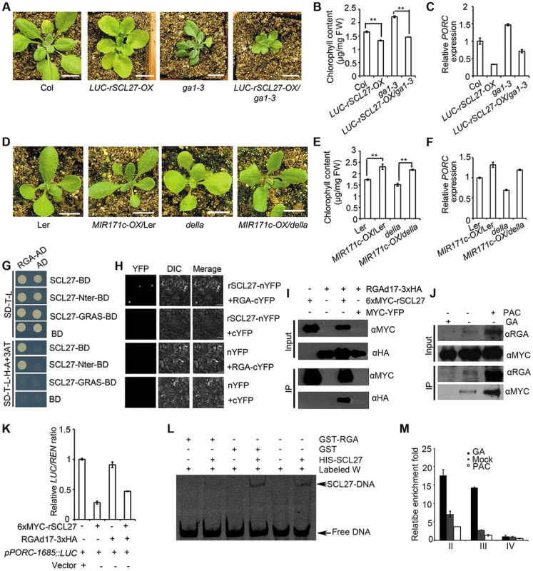miR171-targeted SCLs mediate DELLA-regulated <i>POR</i> expression in light.