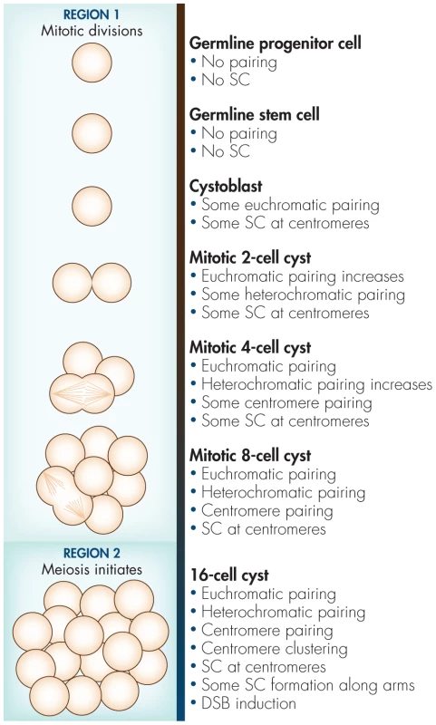 Diagram of events in premeiotic germline with respect to autosome pairing, centromere clustering, and SC formation based on the results from Joyce et al. <em class="ref">[2]</em> and Christophorou et al. <em class="ref">[1]</em>.