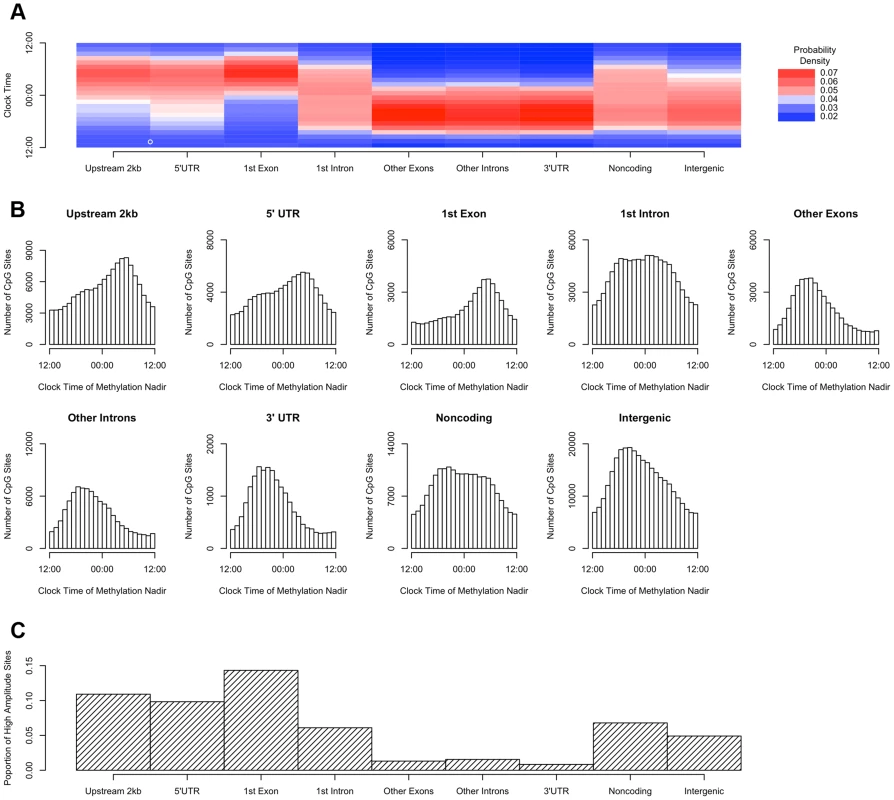 Sites in gene regions proximate to the transcription start site have a phase and amplitude distinct from other gene regions.