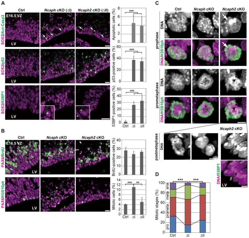 Condensins I and II differentially contribute to NSC divisions and survival.