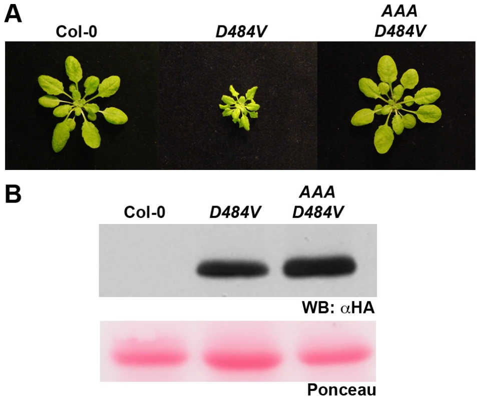 An intact P-loop catalytic domain is required for the <i>ADR1-L2<sub>D484V</sub></i> morphological phenotype.