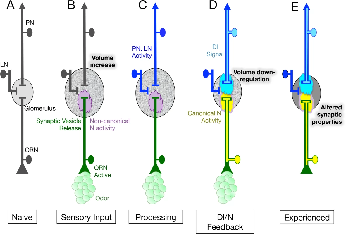 Model for the role of N in the regulation of glomeruli plasticity upon long-term odor exposure.