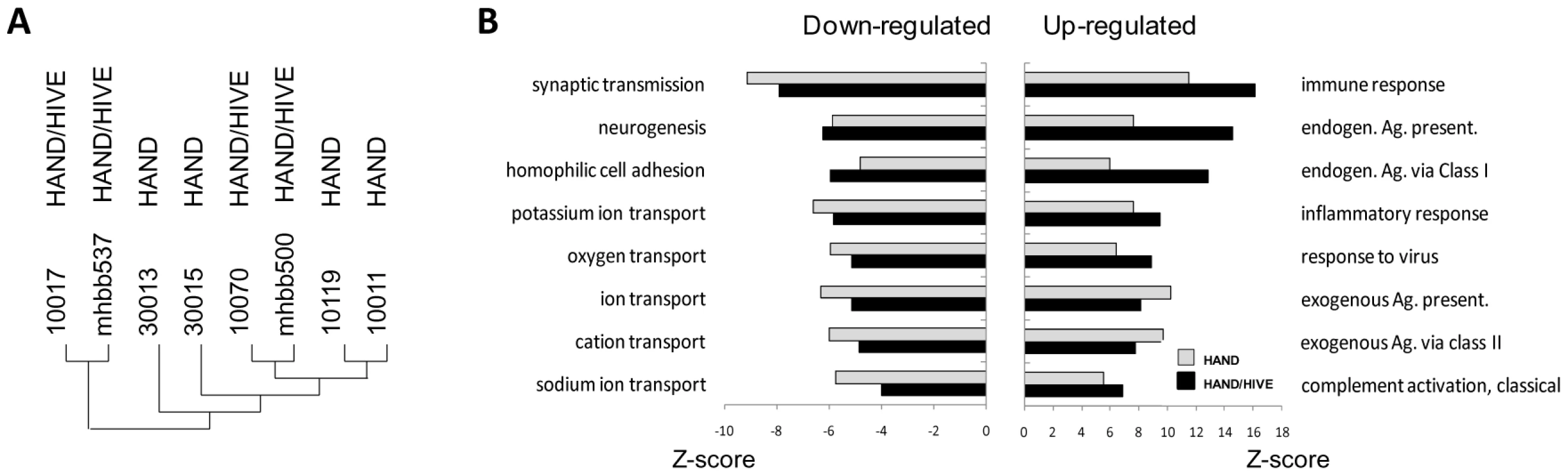 Similarity of brain transcriptomes of untreated HAND patients with and without encephalitis.