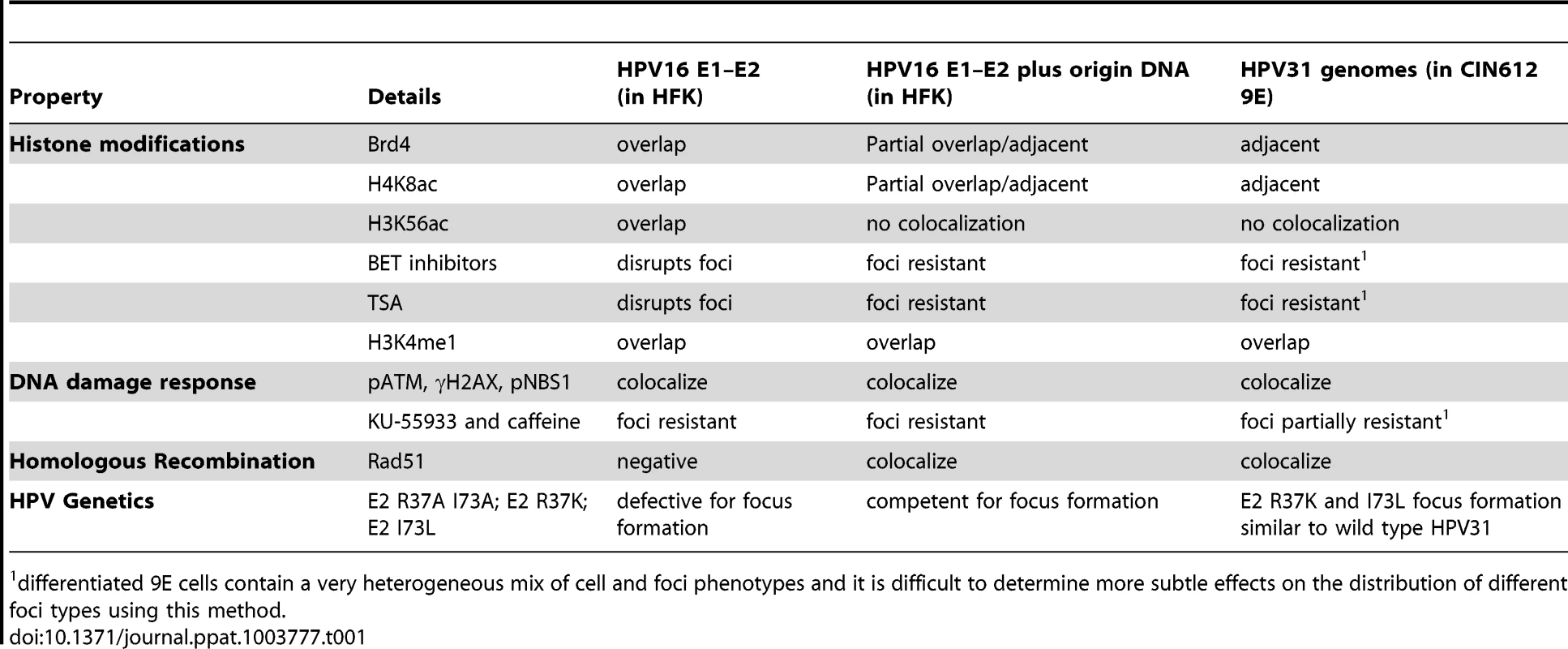 Properties of replication foci.