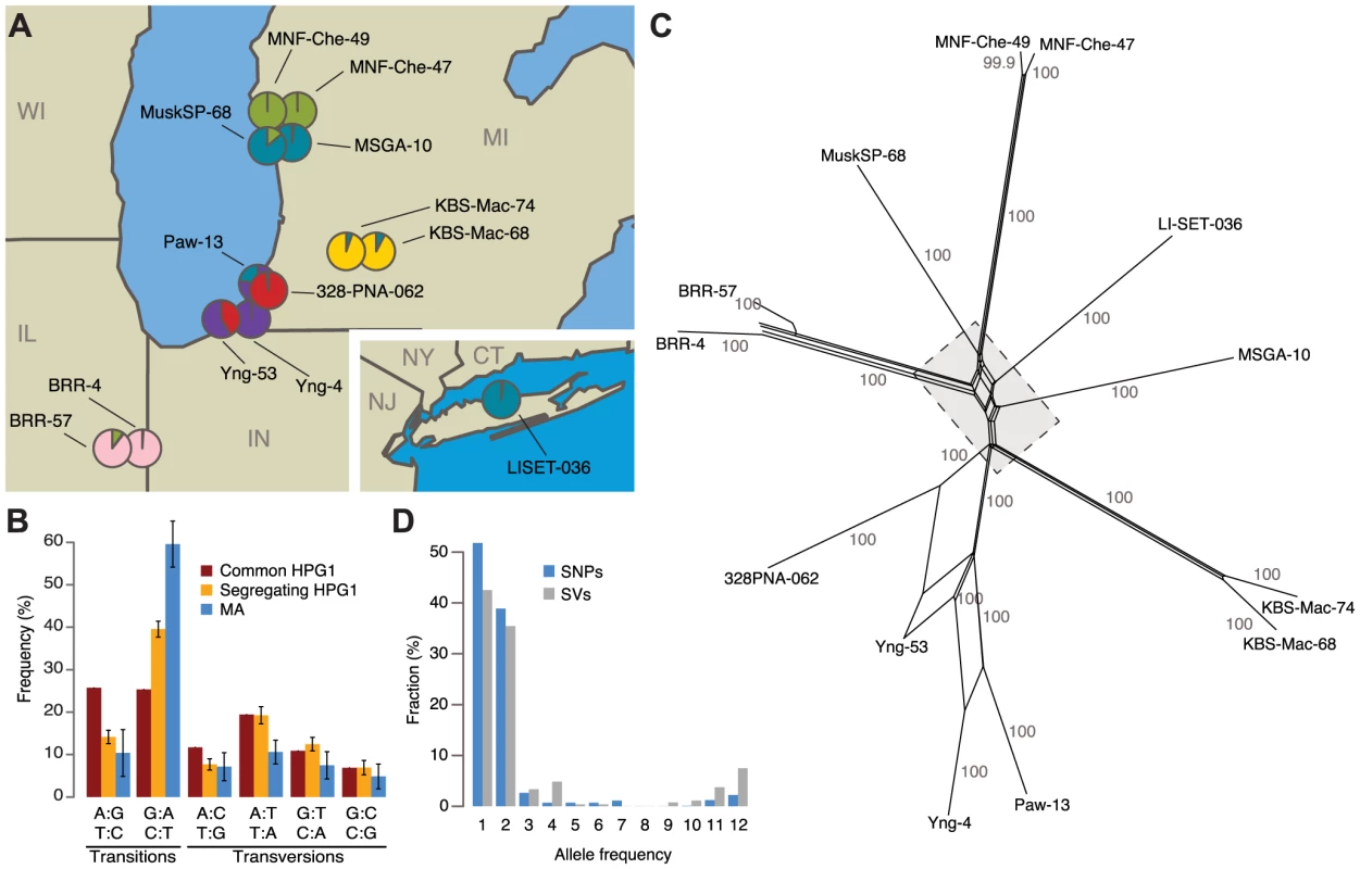 Identification of North American accessions that belong to a genetically homogeneous population.