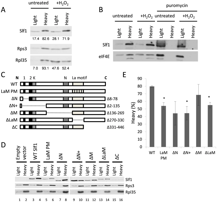 Identification of regions in Slf1p required for its ribosome-interaction.
