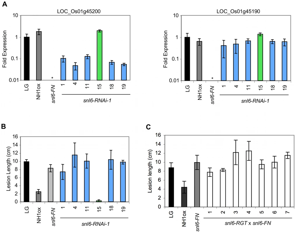 RNAi and allelic complementation for <i>Snl6</i>.