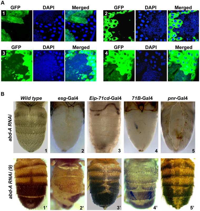 <i>abd-A</i> is required for abdominal epithelia development.