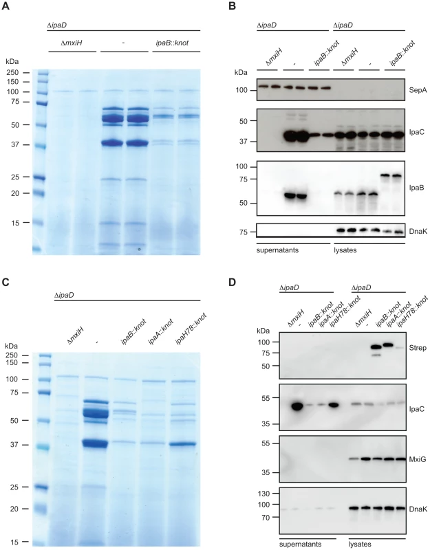 Substrate-Knot effects on secretion in Δ<i>ipaD</i>.