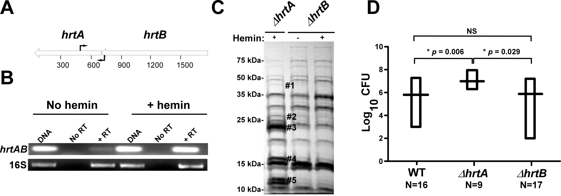 Loss of HrtB alone does not affect protein secretion or virulence in mice.