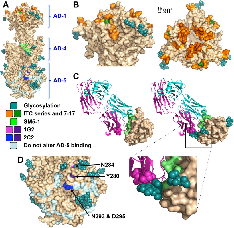 Neutralizing antibody epitopes.