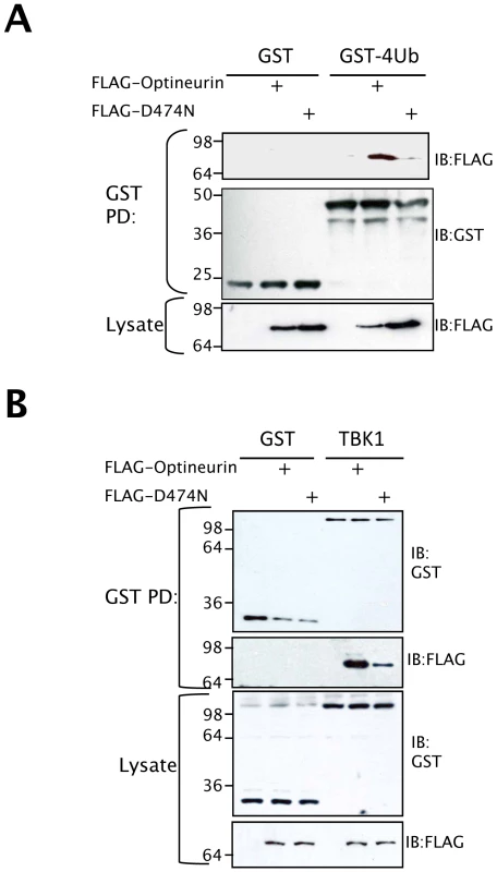 Ubiquitin binding motif of optineurin is required for TBK1 binding.