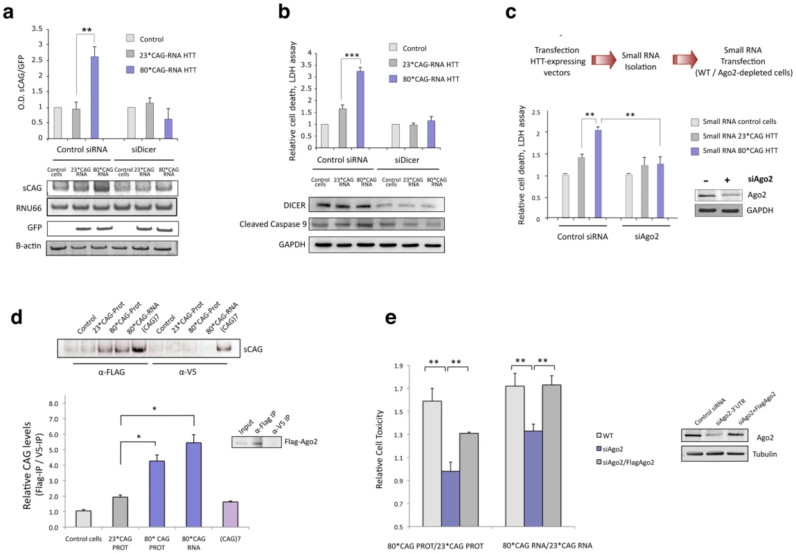 sCAG neurotoxic effect is dependent on Dicer and Ago proteins.