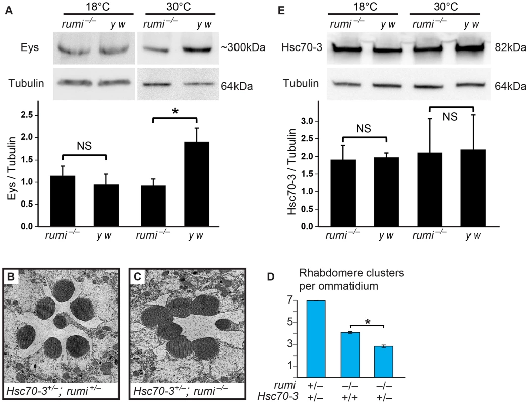 <i>rumi<sup>−/−</sup></i> animals show a temperature-dependent decrease in Eys levels and a dosage-sensitive genetic interaction with an ER chaperone.