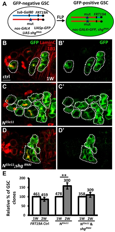 Notch signaling controls GSC-niche adhesion via E-cadherin.