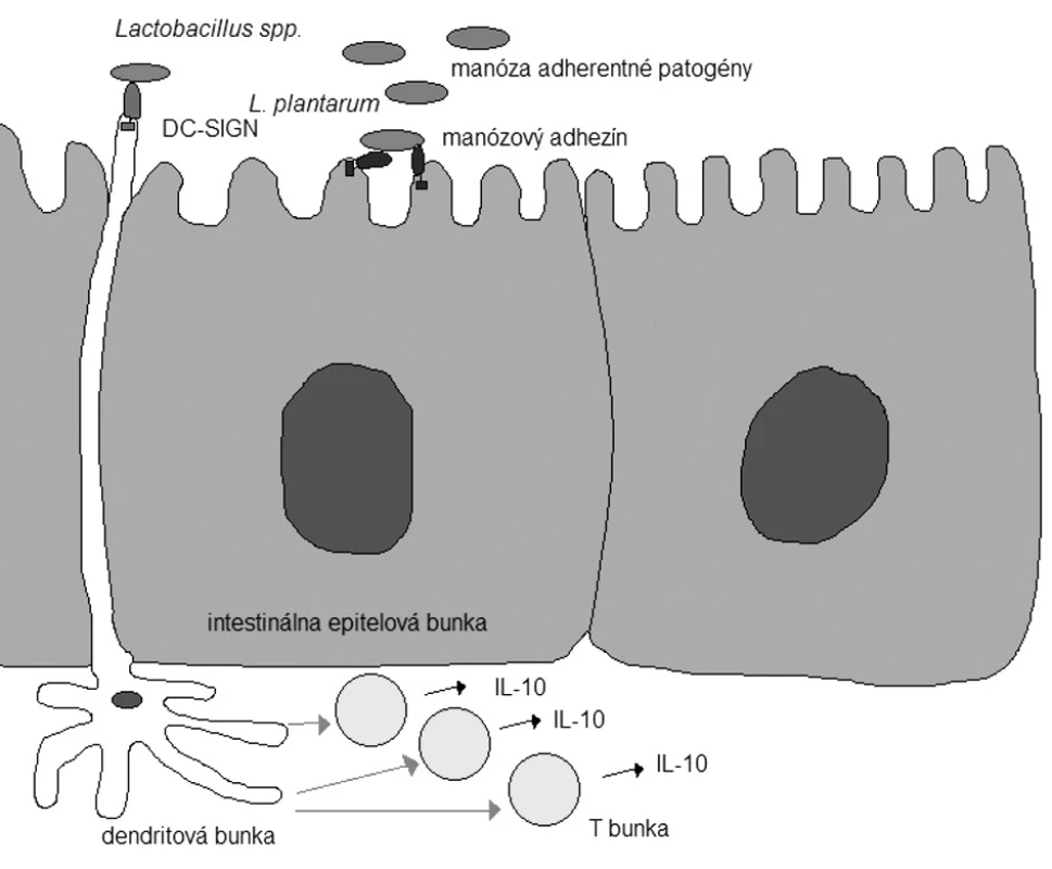 Niektoré efektorové molekuly baktérií a hostiteľského organizmu s potenciálnymi probiotickými účinkami (podľa 45)). IL-10 – interleukín 10; DC-SIGN – dendric cell-specific intercellular adhesion molecule 3-grabbing non-intergrin