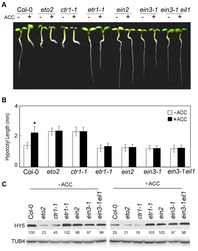 Ethylene signalling positively promotes hypocotyl growth and HY5 degradation.