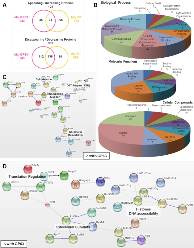 Comparative proteomic analysis of macrophage nuclei after infection with <i>L</i>. <i>major WT</i> or <i>L</i>. <i>major</i> GP63<sup>-/-</sup>.