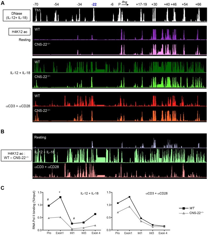 Deletion of CNS-22 leads to prominent defects in IL-12+IL-18 dependent modulation of histone hyperacetylation.