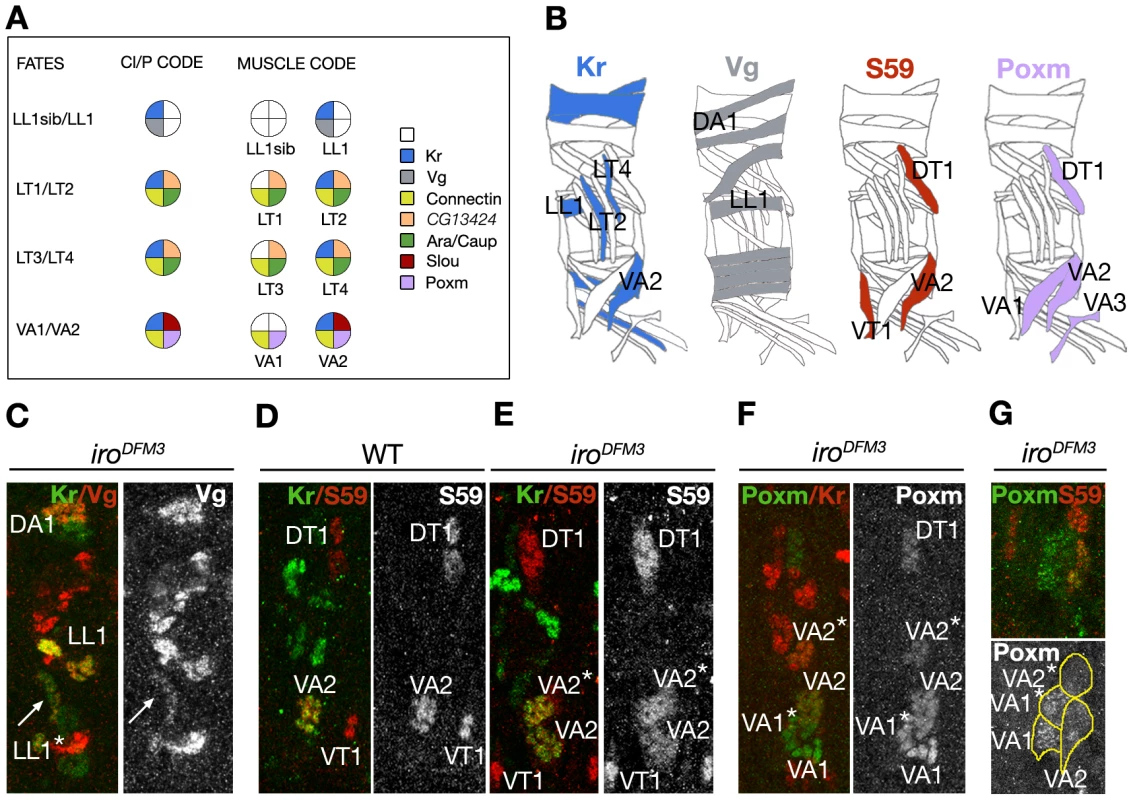 Muscle fate transformations in <i>Df(3L)iro<sup>DFM3</sup></i> embryos.