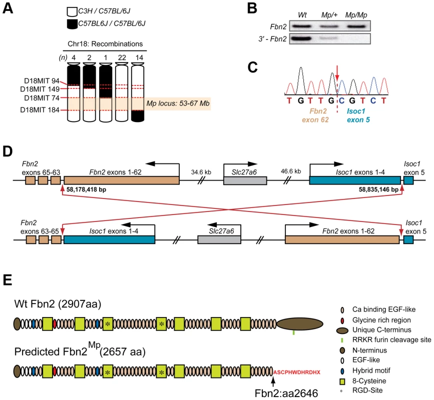 <i>Mp</i> mapped to a balanced 660 kb inversion on chromosome 18 disrupting <i>Fbn2</i> and <i>Isoc1</i>.
