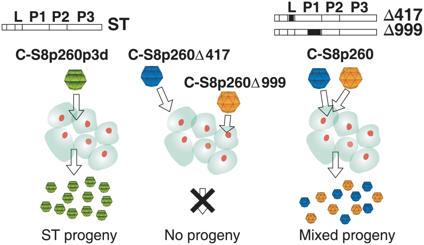 Schematic representation of the segmented and ST virus.