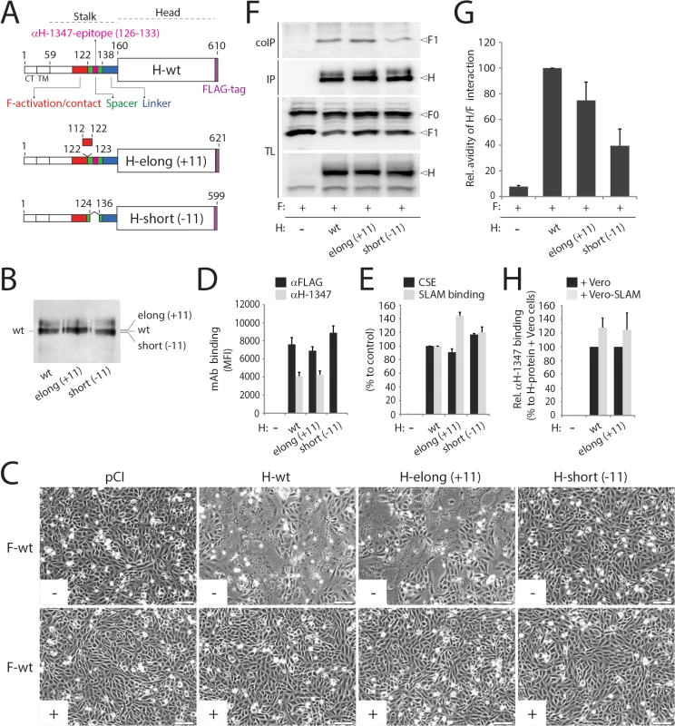 Functional and biochemical characterization of stalk-elongated and shortened engineered H variants.