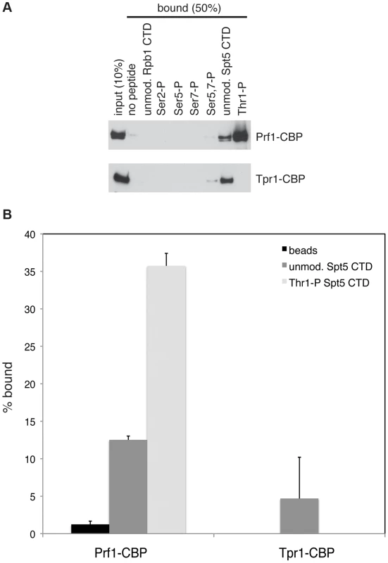Direct and specific association of Prf1/Rtf1 with the phosphorylated Spt5 CTD.
