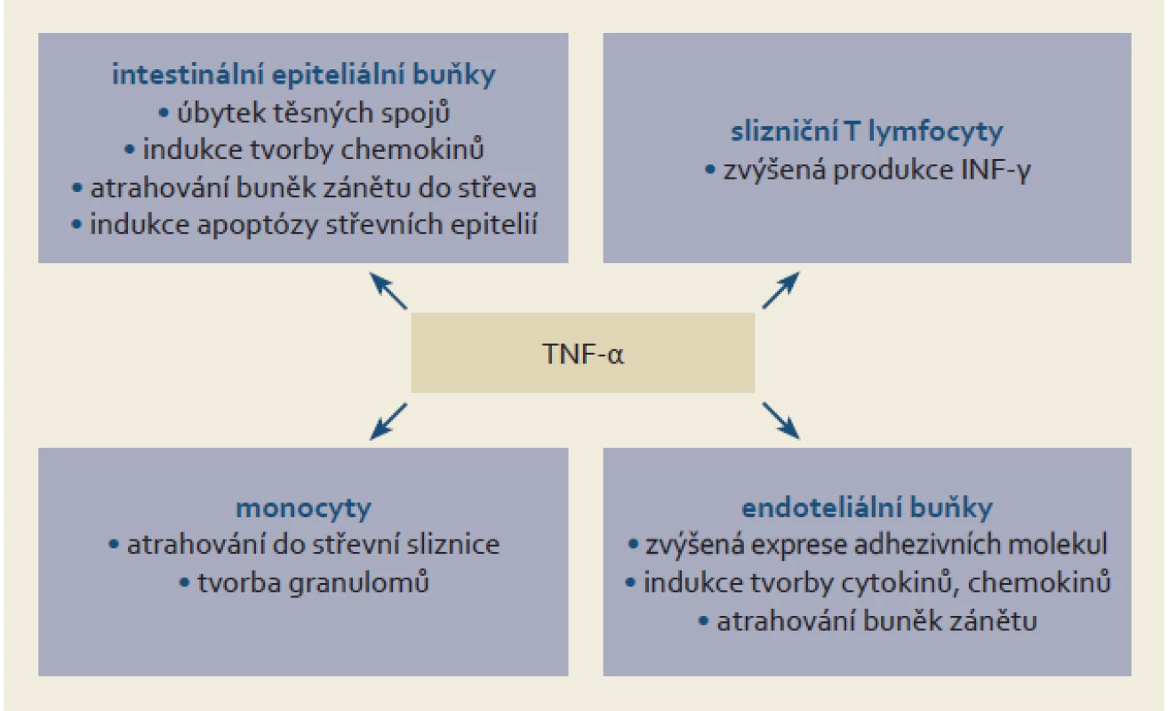 Prozánětlivé působení TNF-α u nemocných s IBD. Upraveno dle [33].
Fig. 1. Proinflammatory action of TNF-α in patients with IBD. Adapted from [33].