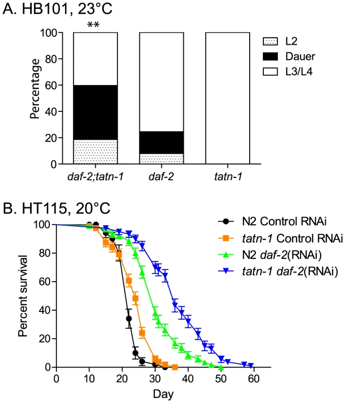 The <i>tatn-1</i> mutant enhances dauer formation and lifespan of worms with impaired <i>daf-2</i>/IGFR signaling.